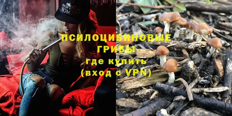 Псилоцибиновые грибы Psilocybe  Рославль 